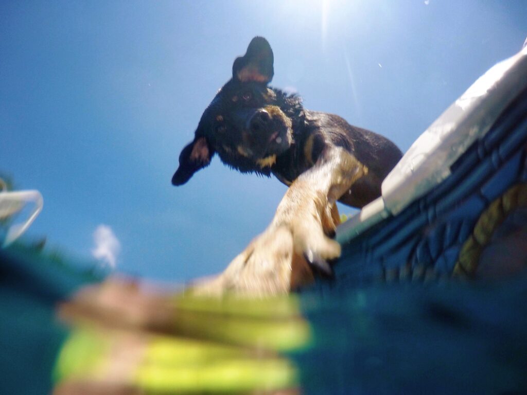Puppy pool day gopro video