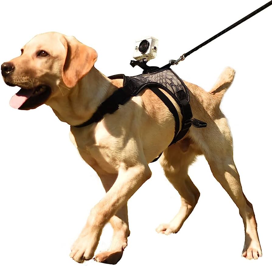 action camera mount for pets