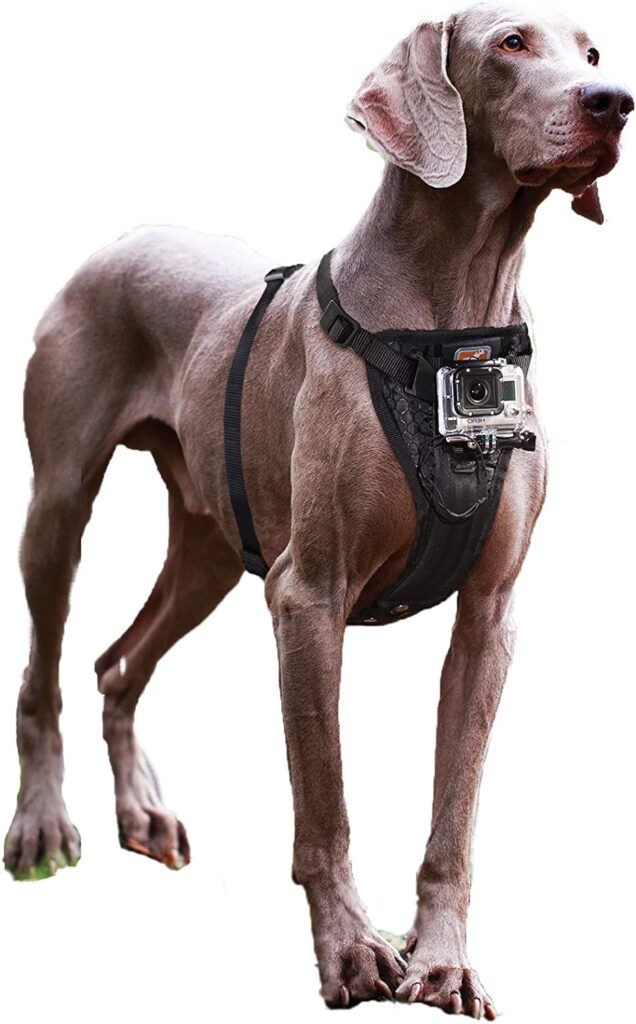 large dog with camera mount harness