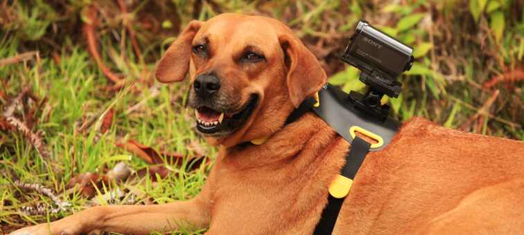 aka-dmi1 dog harness for action camera