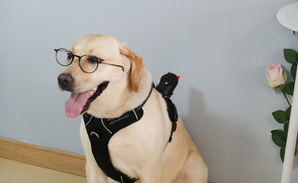 PetNow smart dog cam